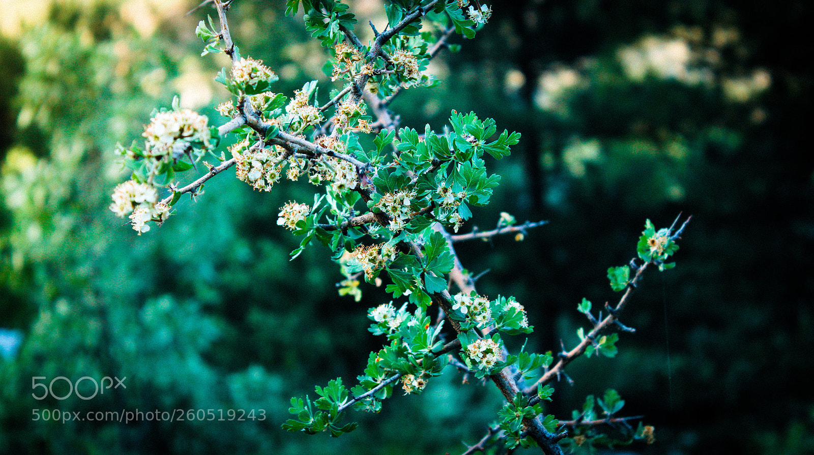 Canon EOS 7D sample photo. Untitled photography