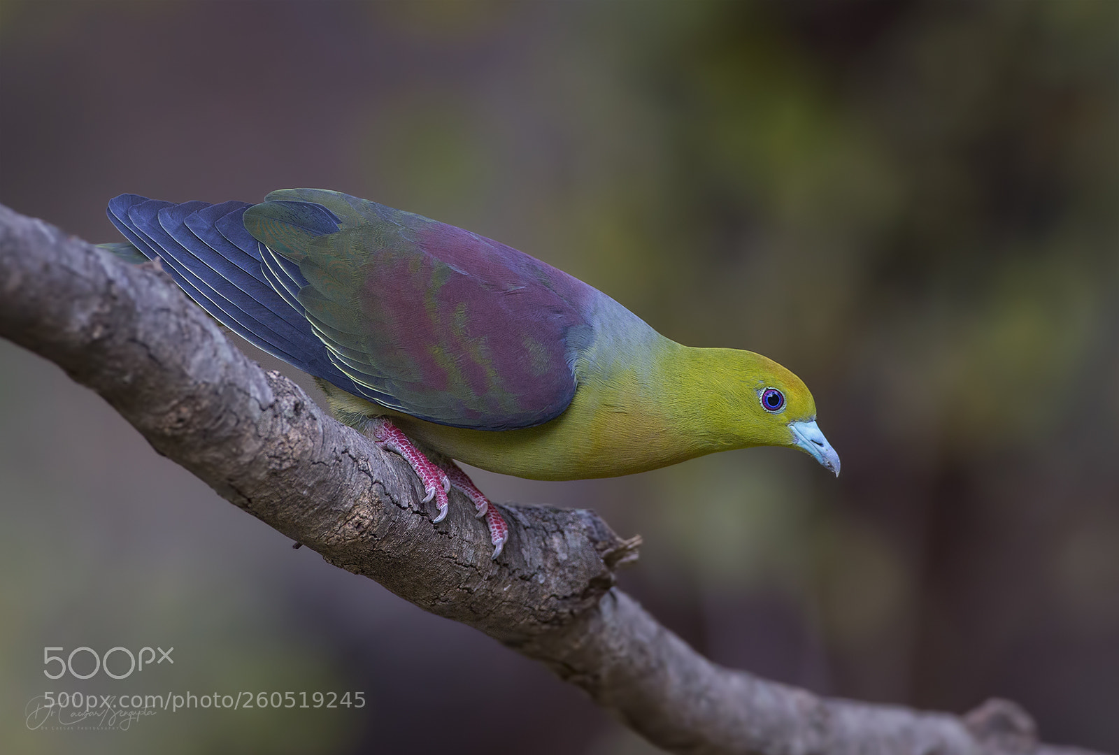 Canon EOS-1D X sample photo. Wedge tailed green pigeon photography