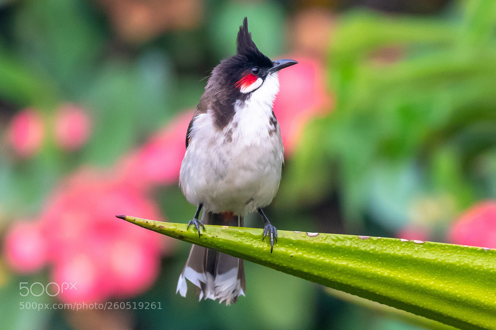 Nikon D500 sample photo. Perched to fly photography