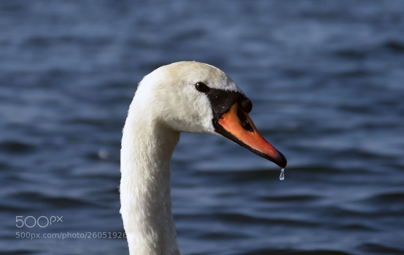 Nikon D3400 sample photo. The queen's swans photography