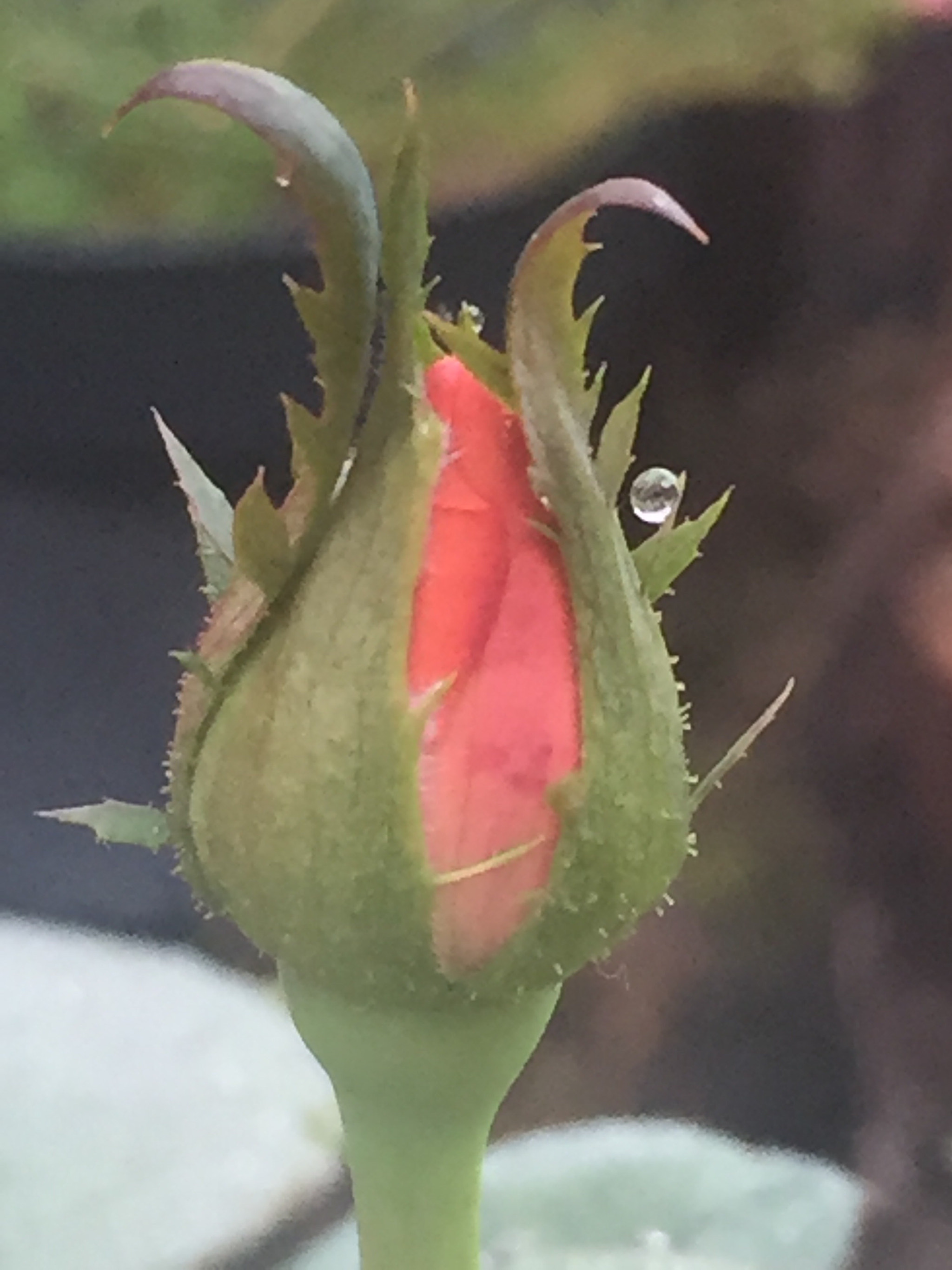 Apple iPhone7,2 sample photo. Rose photography