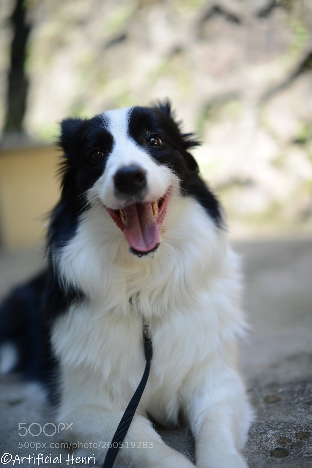 Nikon D800E sample photo. Smile photography