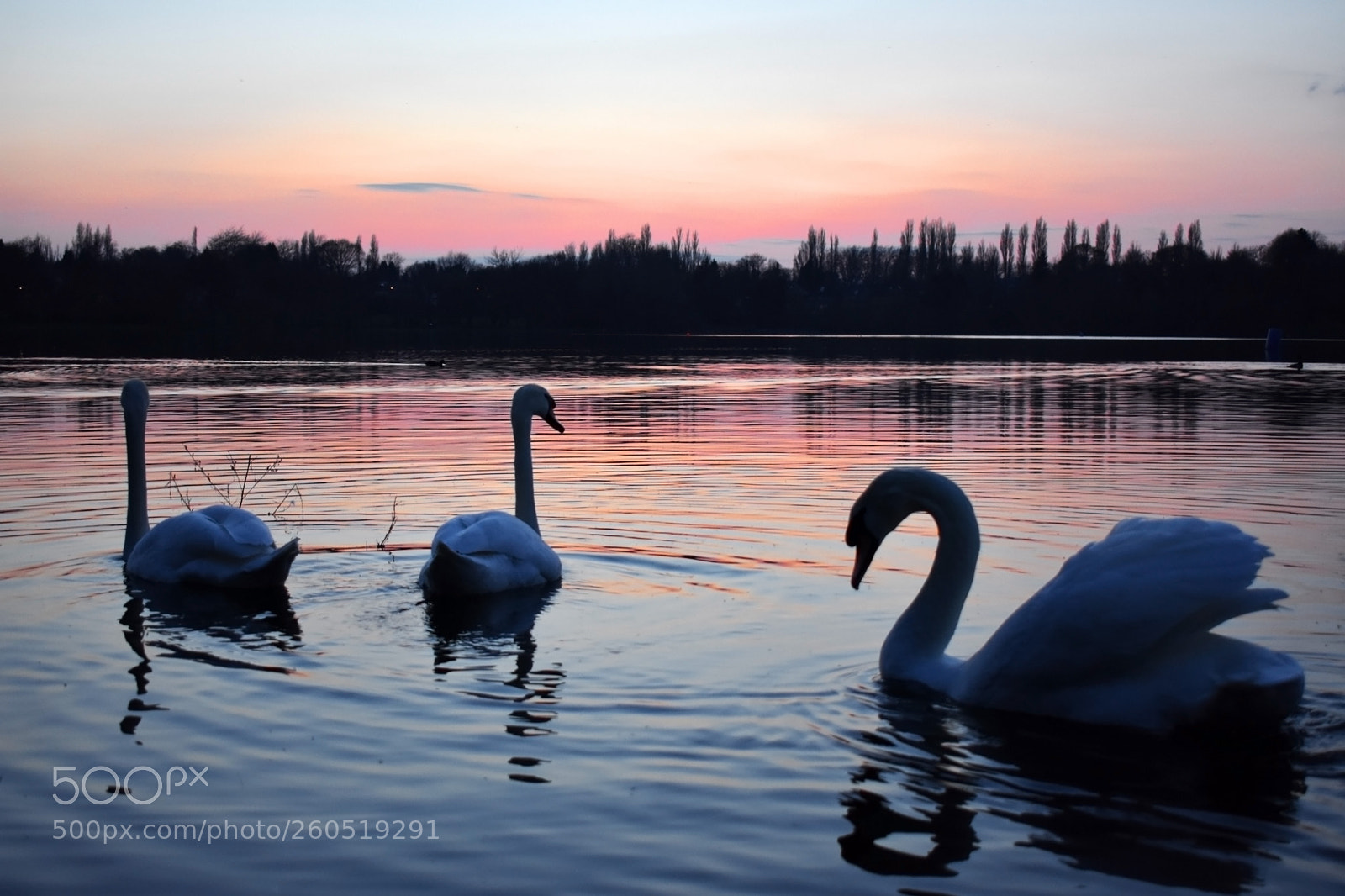 Nikon D3400 sample photo. Sunset swans photography