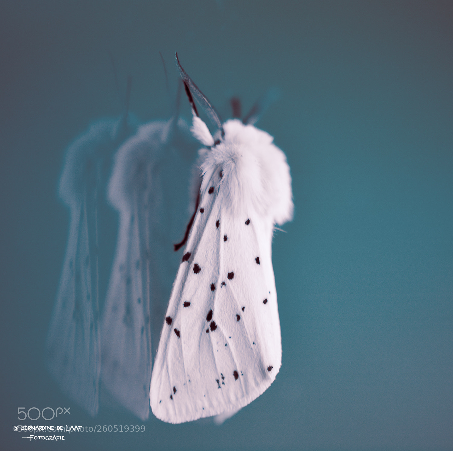 Nikon D7100 sample photo. Spilosoma lubricipeda photography