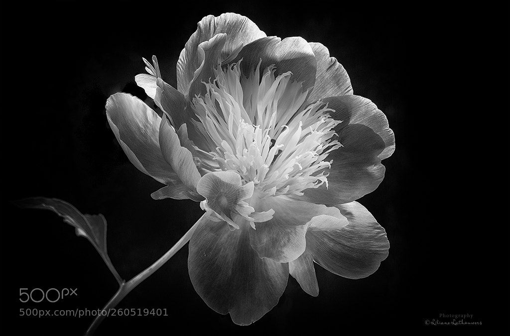 Canon EOS 6D sample photo. Multi peony photography