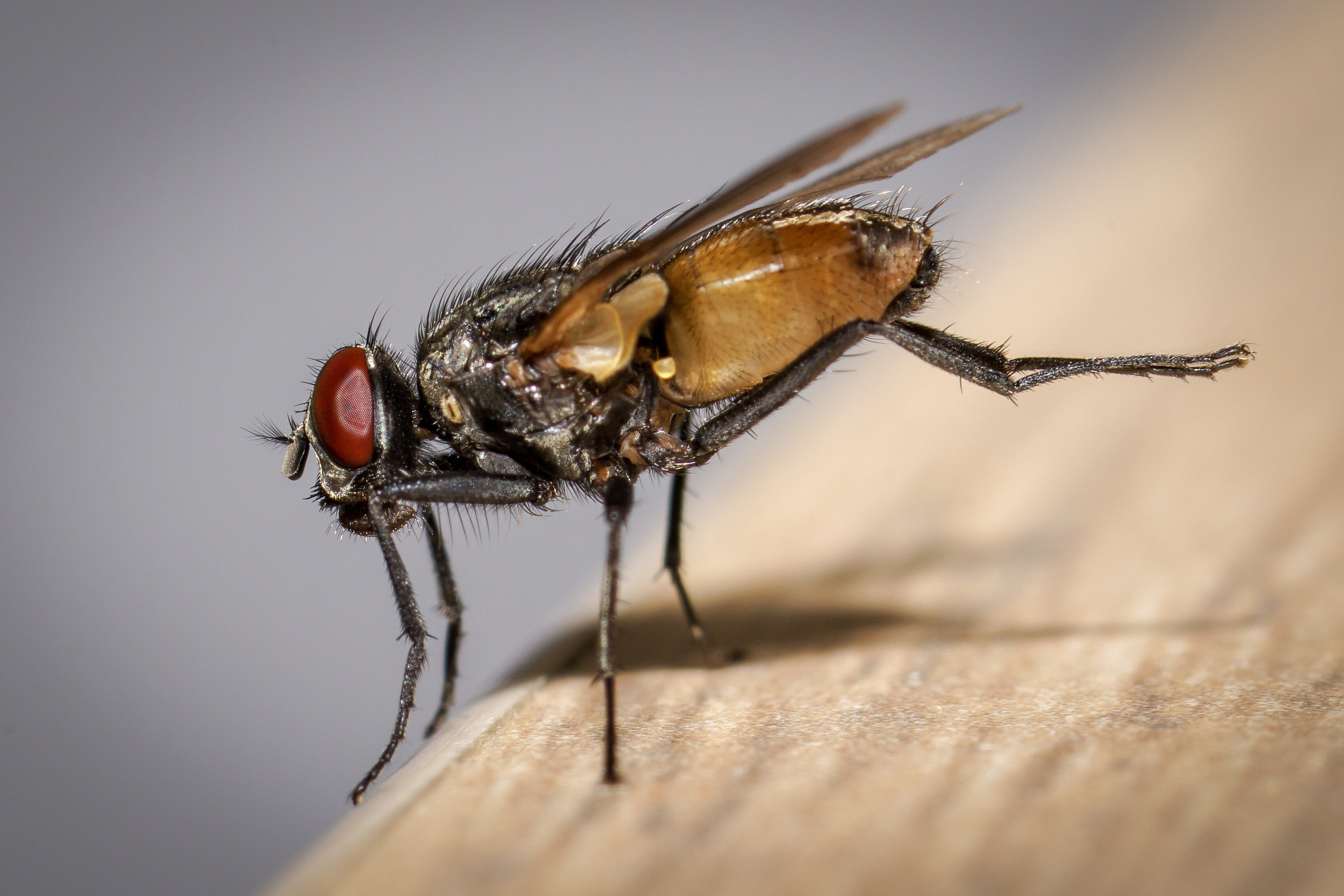 Sony a99 II sample photo. Just a fly photography