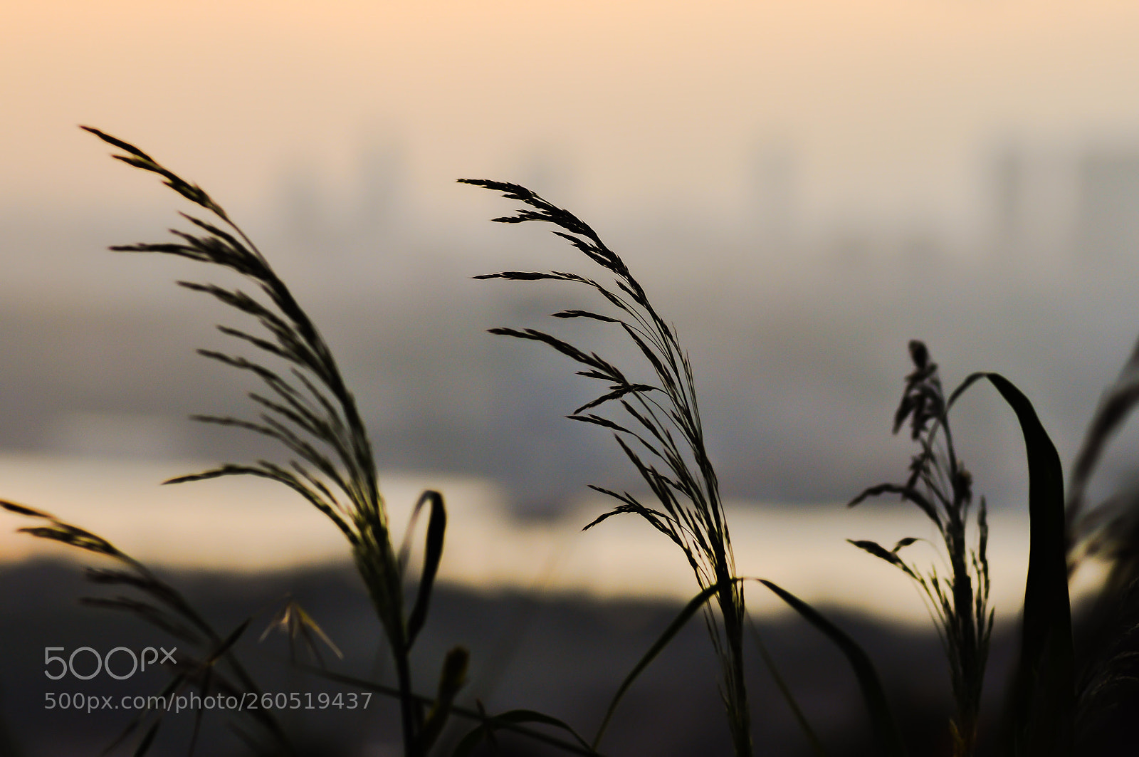Nikon D90 sample photo. Untitled photography