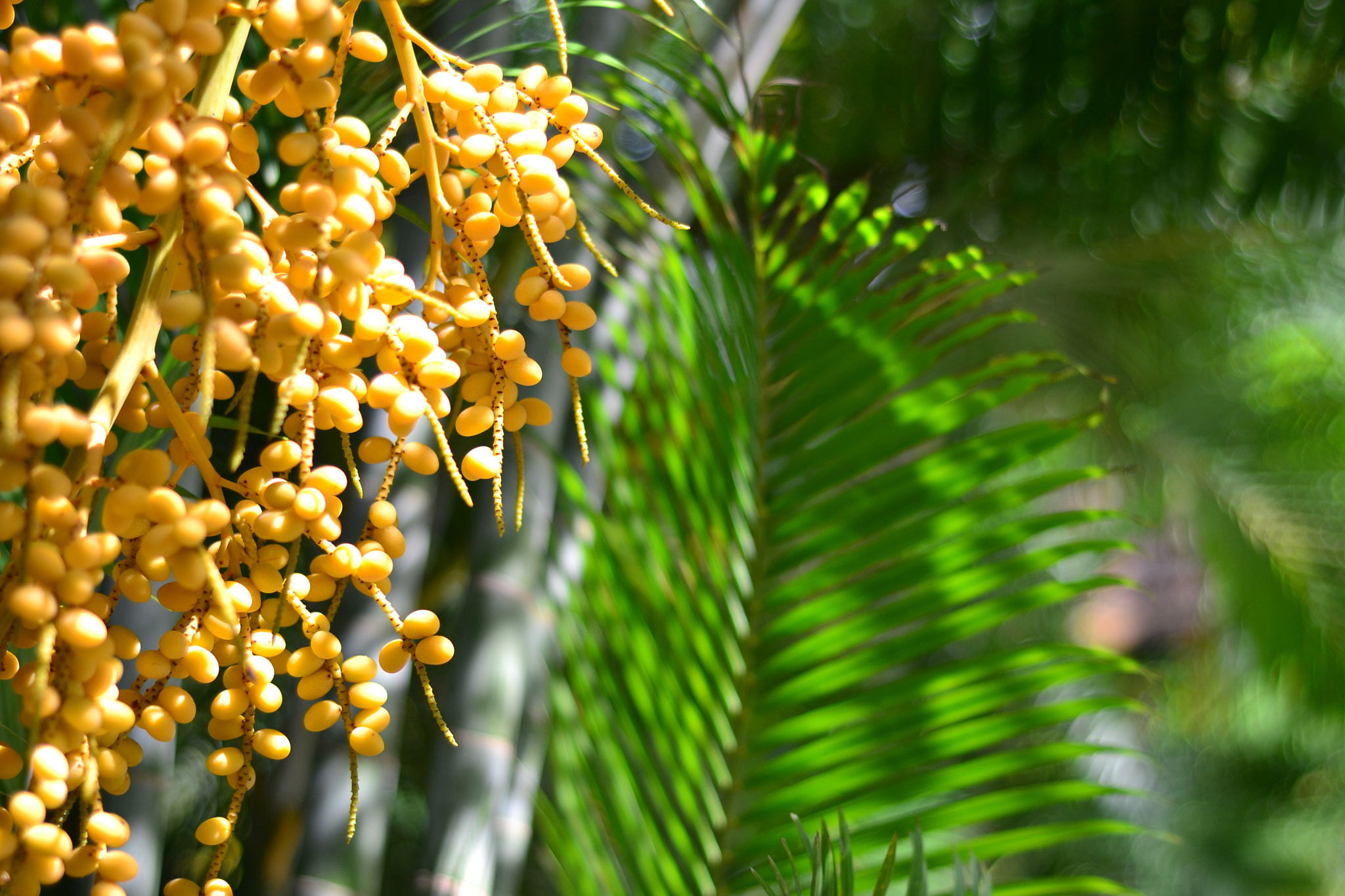Nikon AF Nikkor 50mm F1.8D sample photo. Tiny fruits photography