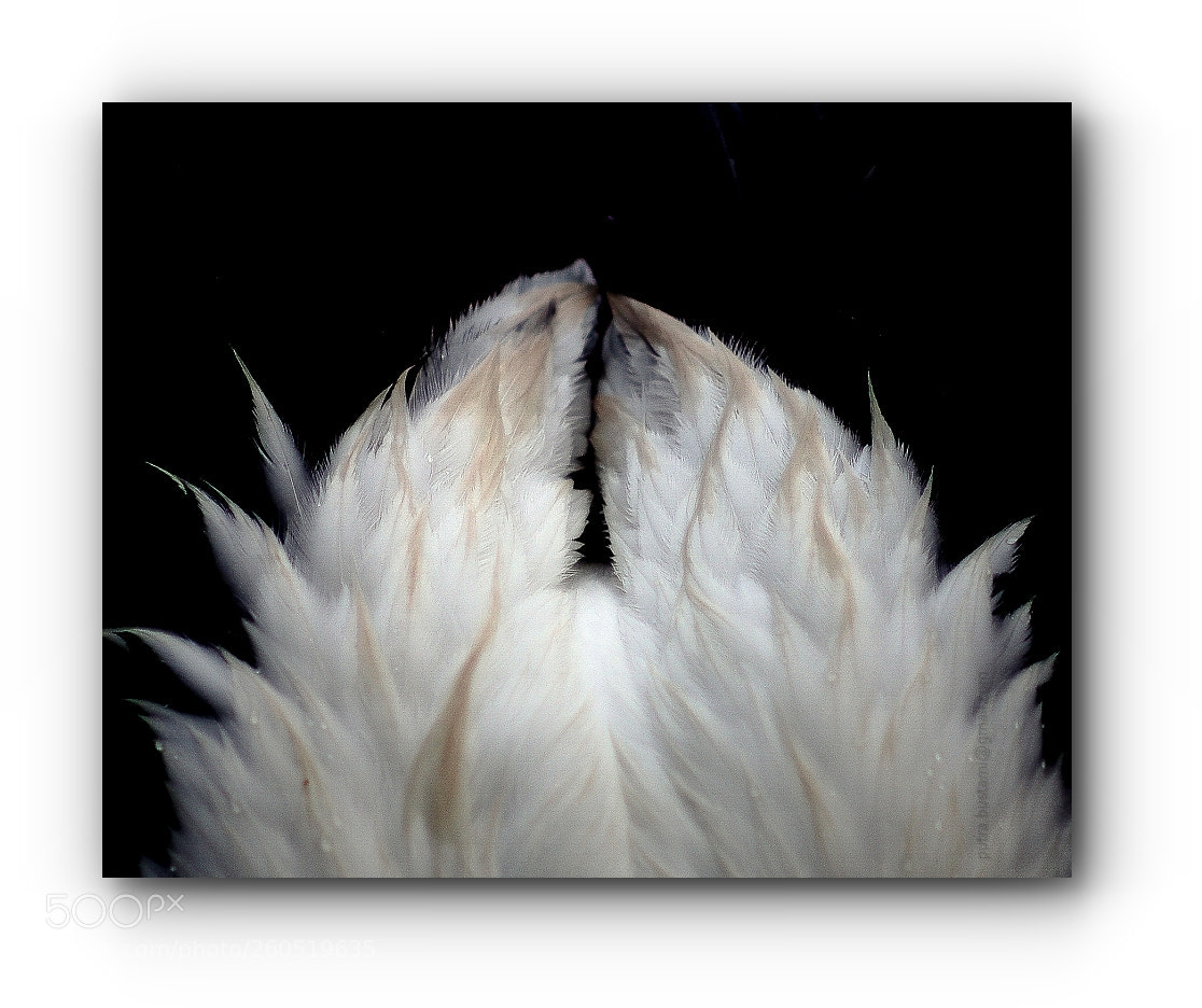 Pentax K-5 sample photo. Dirty cupid photography