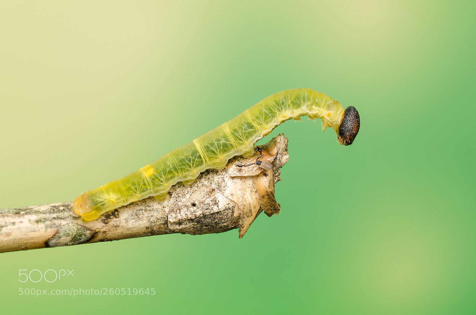 Nikon D7000 sample photo. Caterpillar & scorpion photography