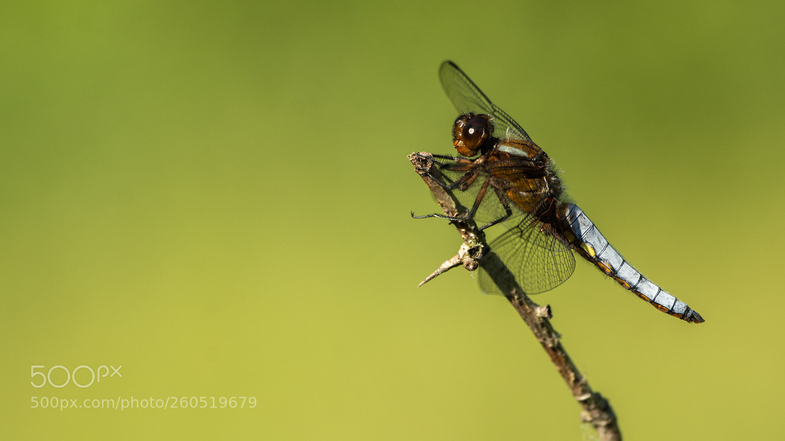 Nikon D7200 sample photo. Broad-bodied chaser photography