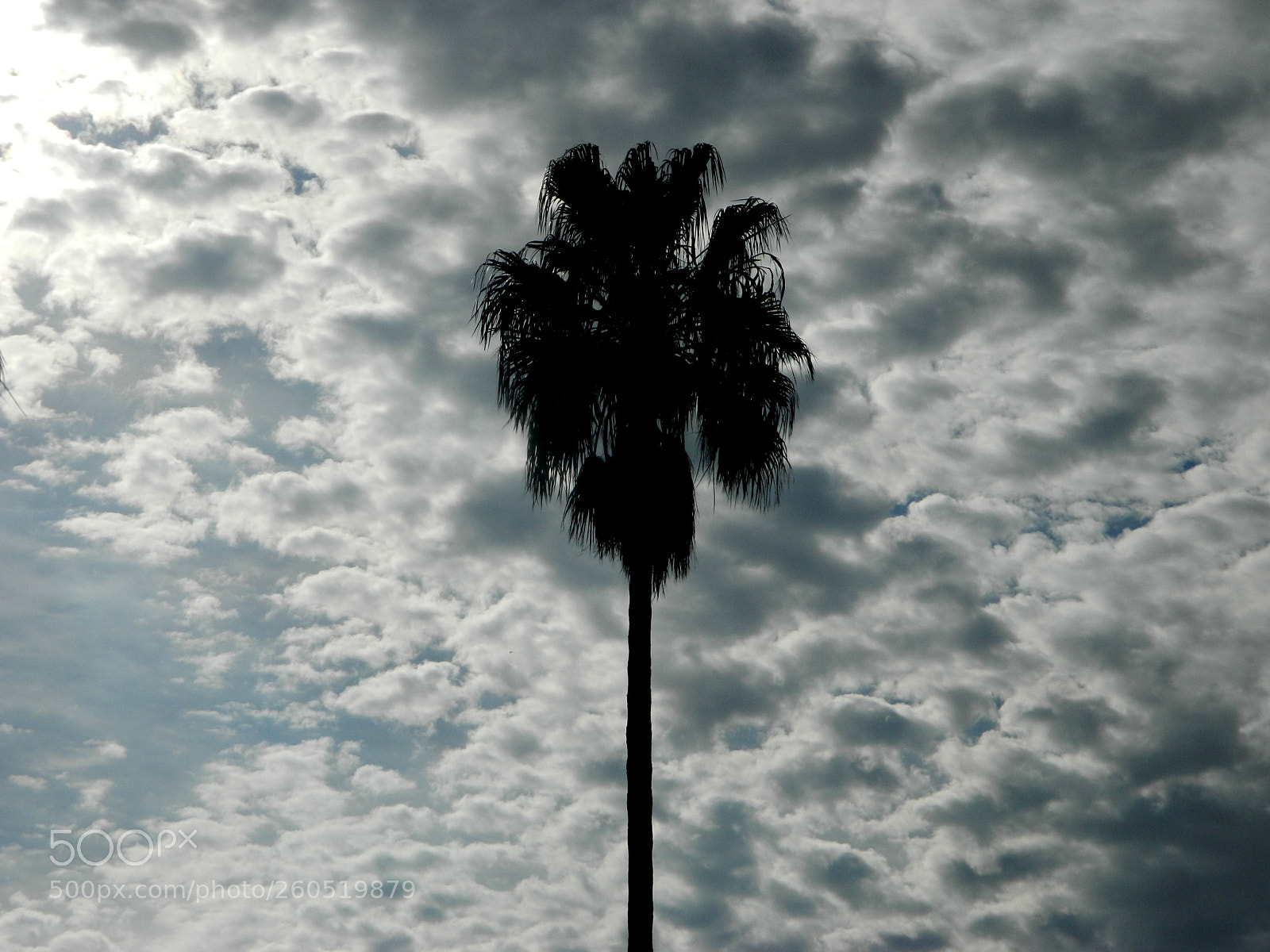 Nikon Coolpix L120 sample photo. Palm photography