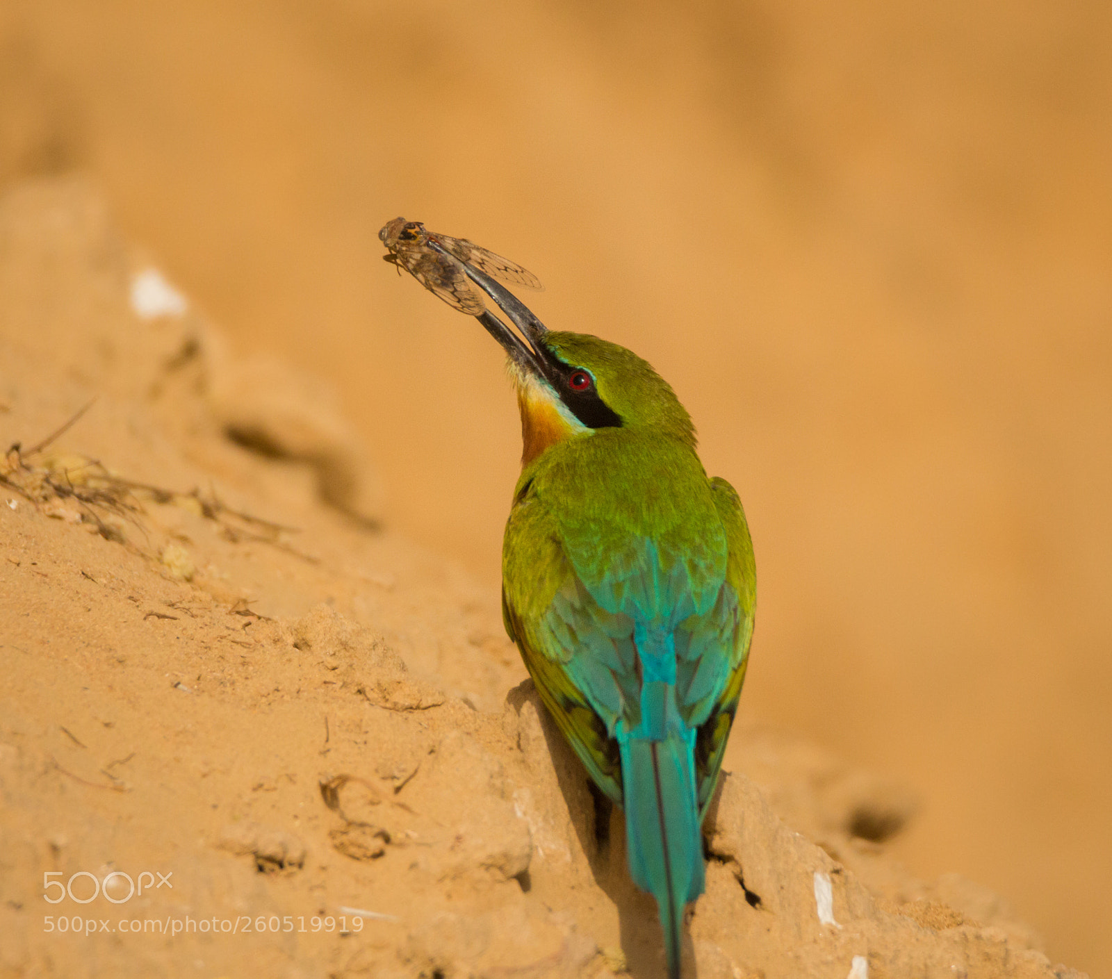 Canon EOS 700D (EOS Rebel T5i / EOS Kiss X7i) sample photo. Blue tail bee eater photography