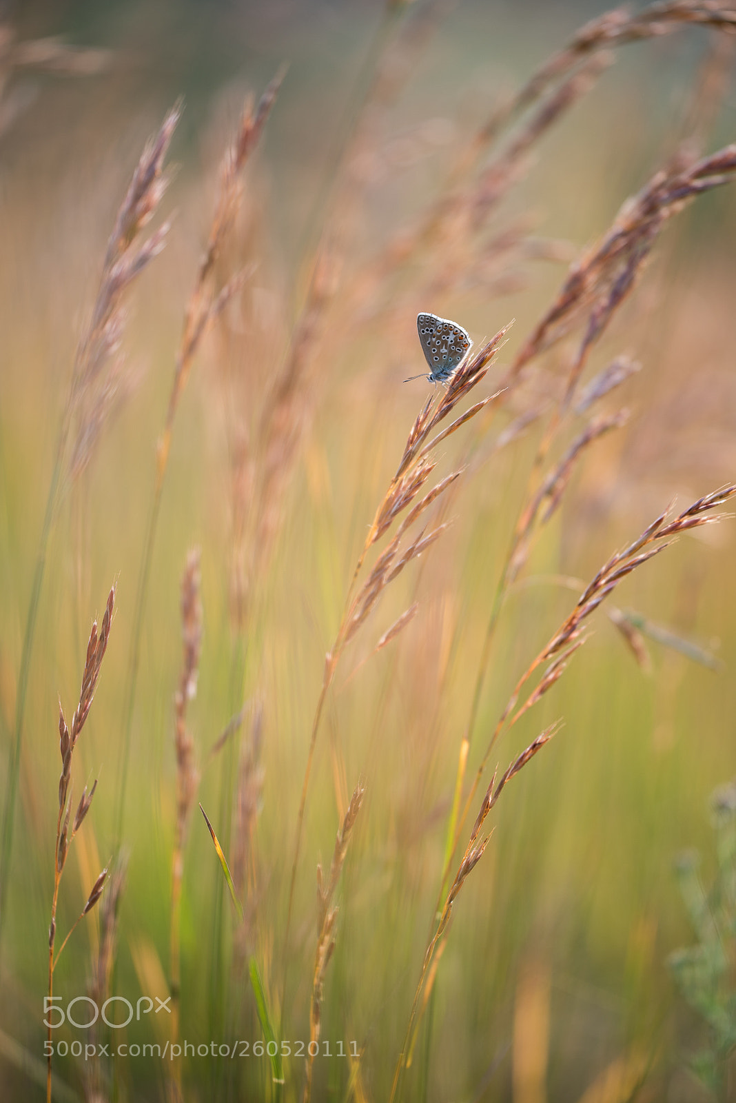 Nikon D750 sample photo. Blue photography