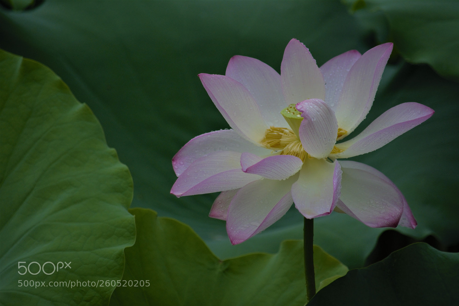 Nikon D7100 sample photo. Lotus photography