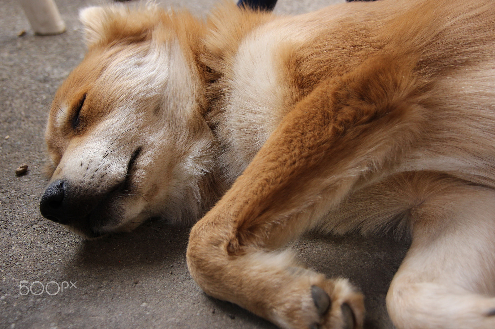 Canon EOS 600D (Rebel EOS T3i / EOS Kiss X5) sample photo. Sleepy puppy photography