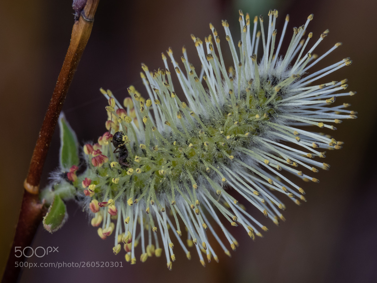 Canon EOS 7D Mark II sample photo. Ant photography