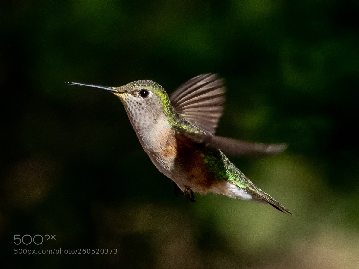 Olympus OM-D E-M1 Mark II sample photo. Black-throated hummingbird photography