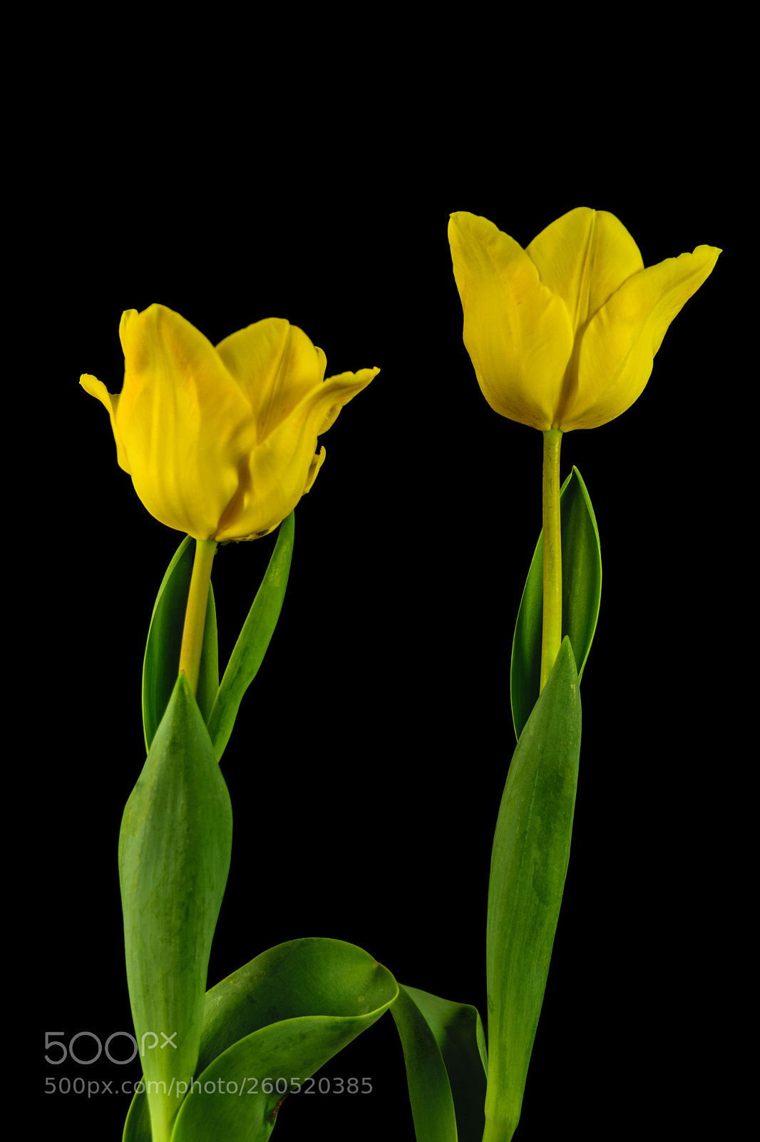 Nikon D5300 sample photo. Two tulips photography