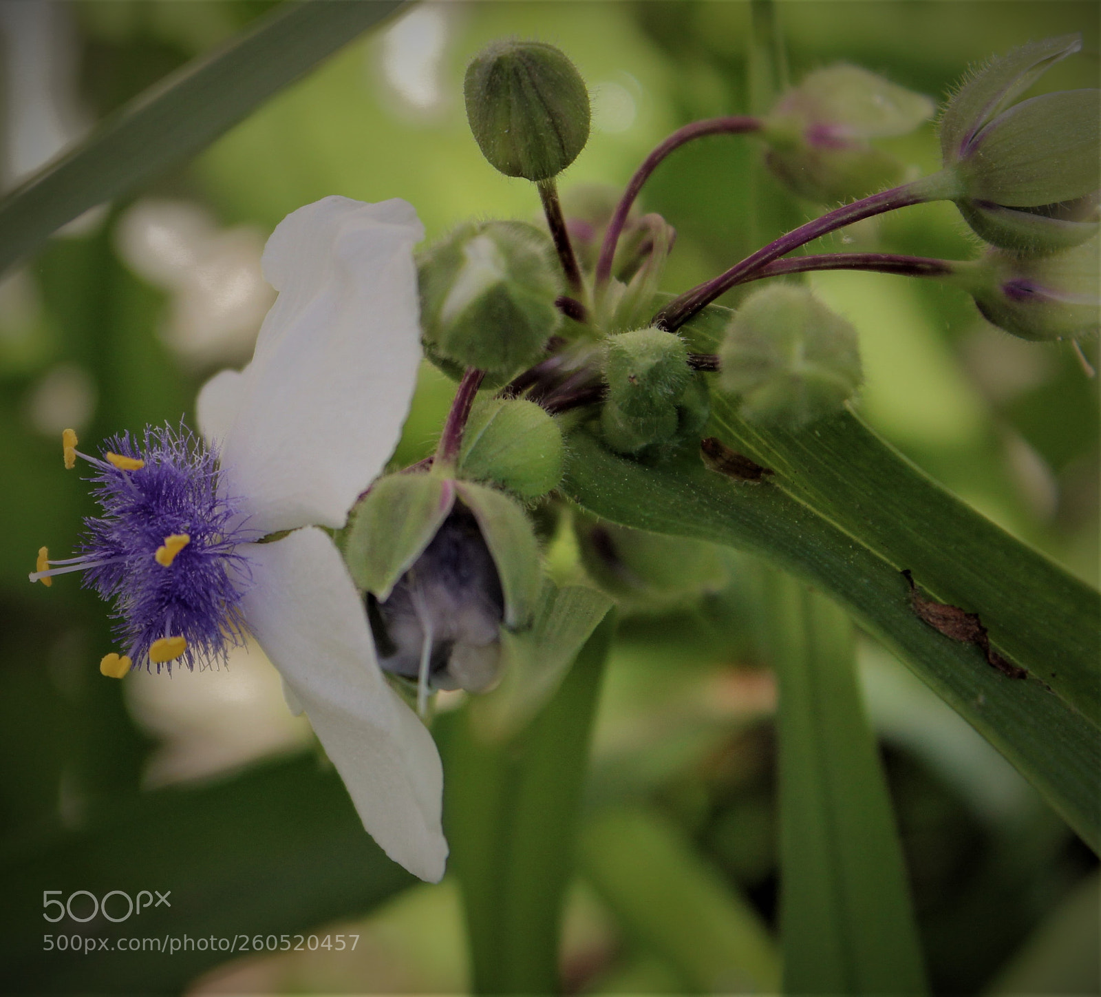 Canon EOS 1300D (EOS Rebel T6 / EOS Kiss X80) sample photo. Virginia spiderwort photography