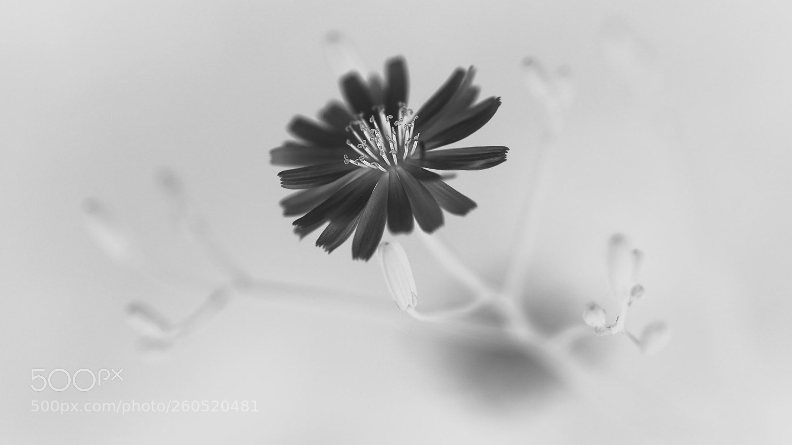 Canon EOS 5D Mark IV sample photo. Flower of art photography
