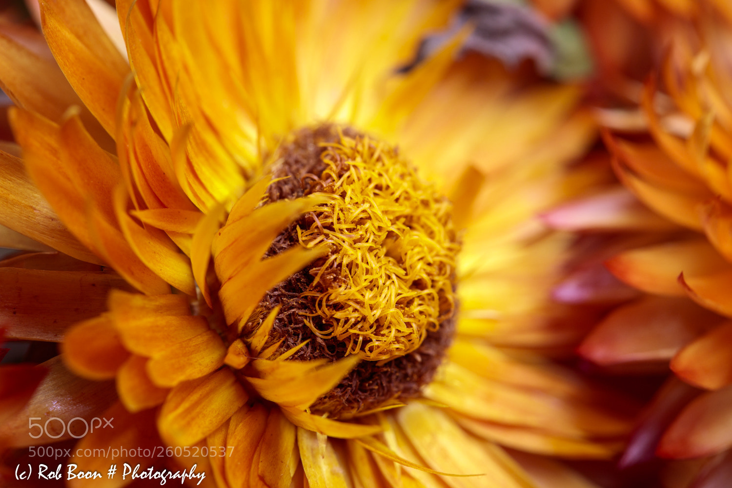Canon EOS 5DS sample photo. Strobloem 2 photography