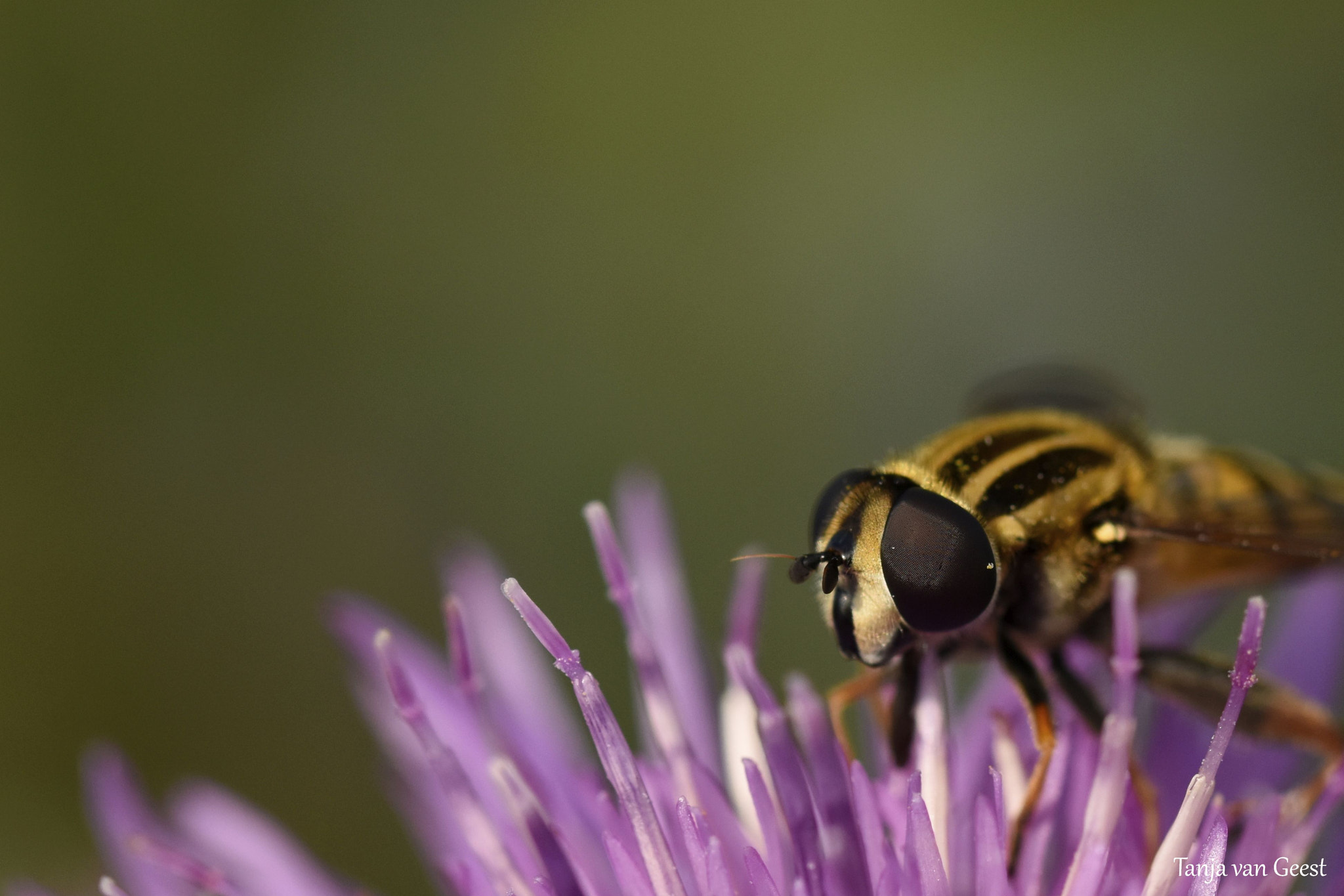 Sigma 105mm F2.8 EX DG OS HSM sample photo. Flower fly photography