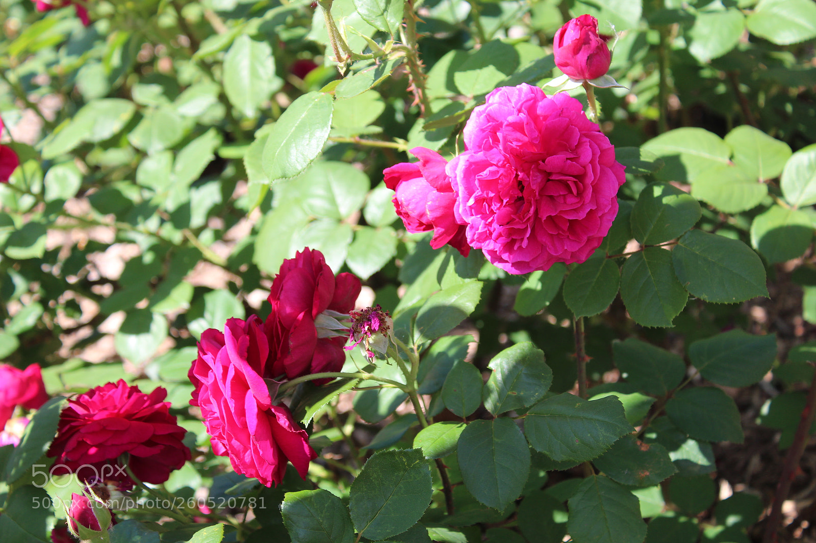 Canon EOS 1300D (EOS Rebel T6 / EOS Kiss X80) sample photo. Img photography
