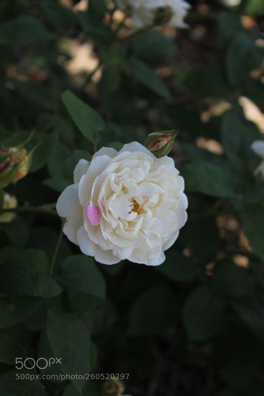 Canon EOS 1300D (EOS Rebel T6 / EOS Kiss X80) sample photo. Img photography