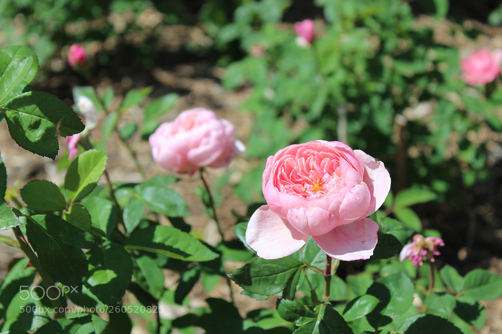 Canon EOS 1300D (EOS Rebel T6 / EOS Kiss X80) sample photo. Img photography