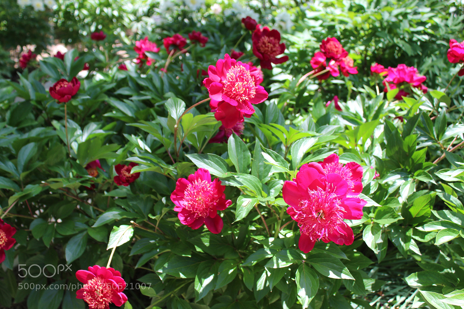 Canon EOS 1300D (EOS Rebel T6 / EOS Kiss X80) sample photo. Img photography