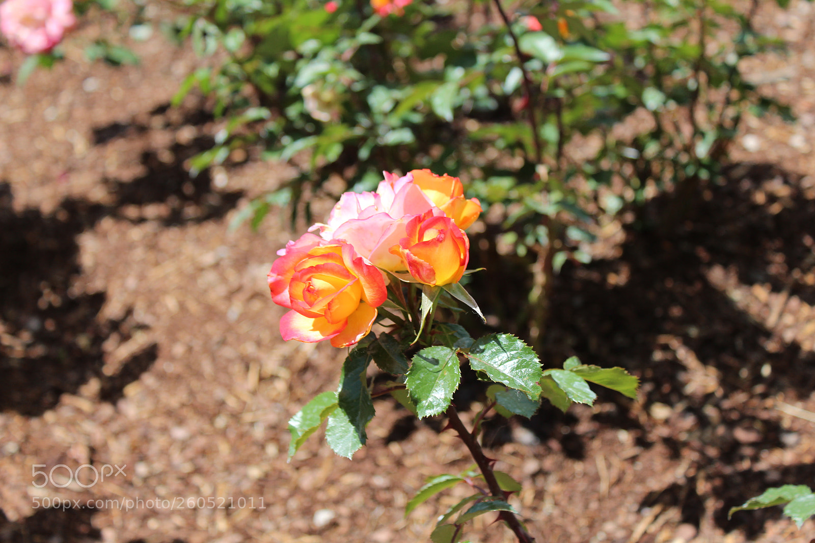 Canon EOS 1300D (EOS Rebel T6 / EOS Kiss X80) sample photo. Img photography