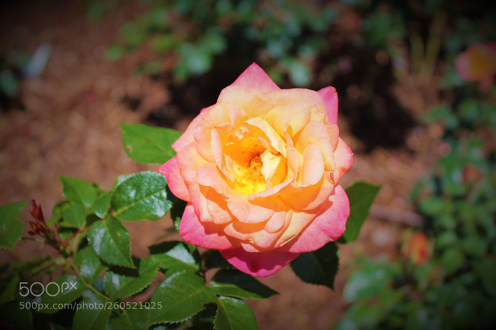Canon EOS 1300D (EOS Rebel T6 / EOS Kiss X80) sample photo. () photography