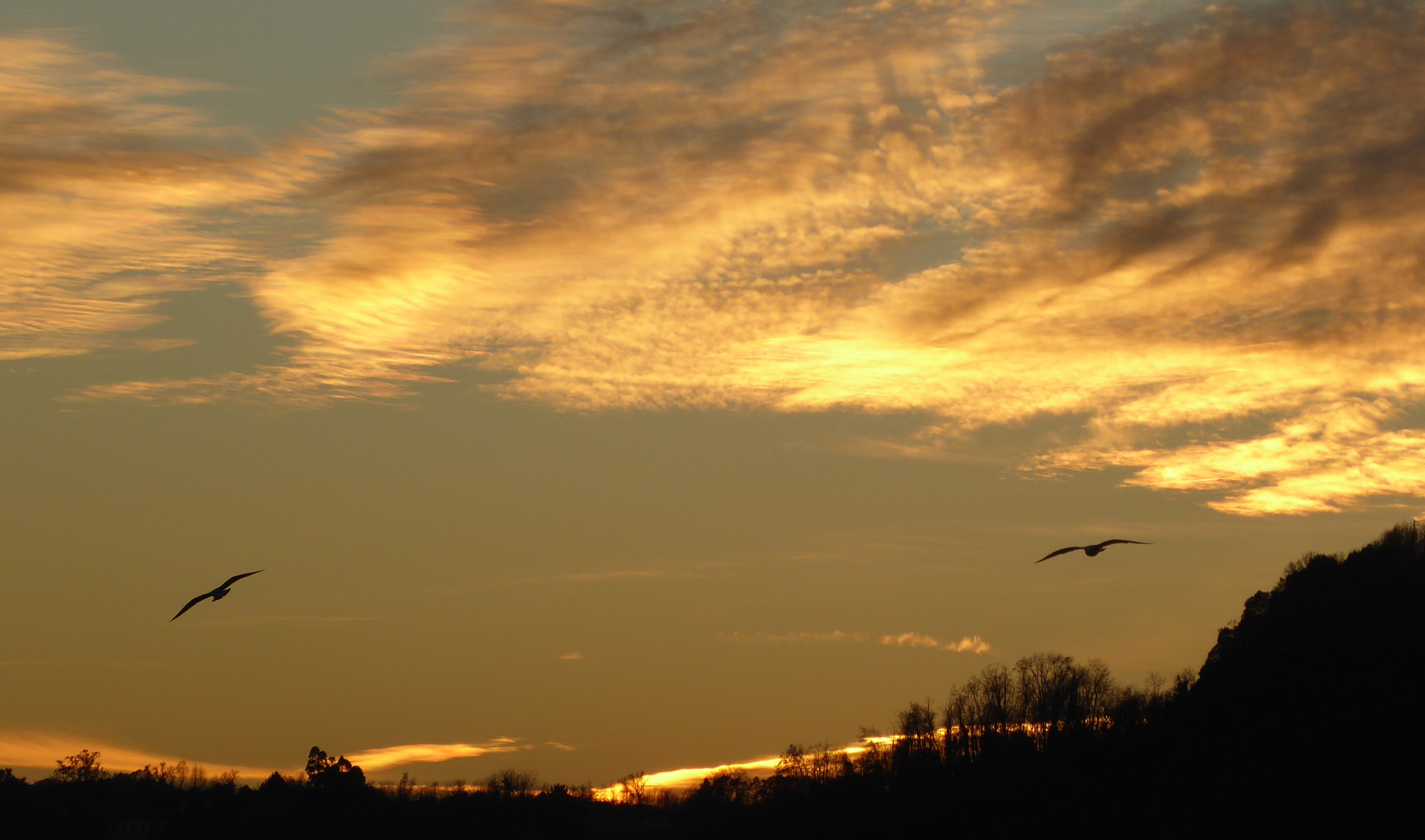 Panasonic Lumix DMC-ZS50 (Lumix DMC-TZ70) sample photo. Birds and sky photography