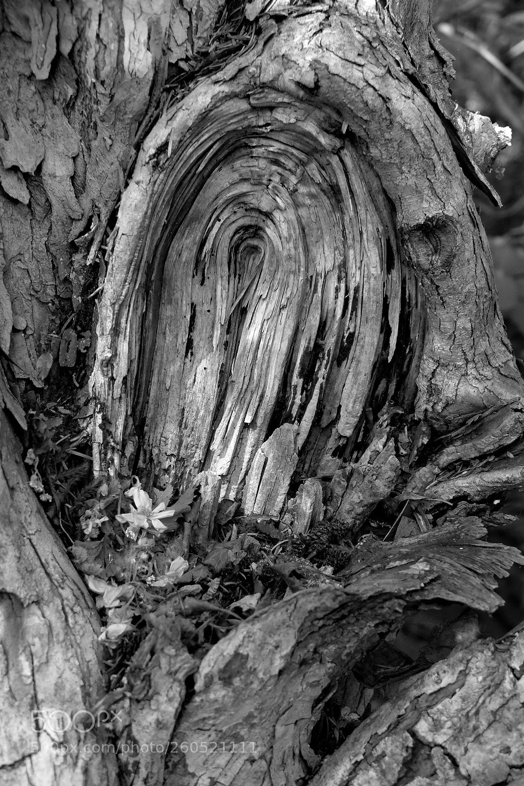Panasonic Lumix DMC-LX7 sample photo. B&w photography