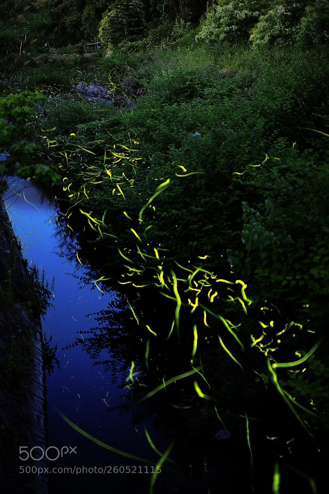 Sony a7 II sample photo. Fireflies of the early photography