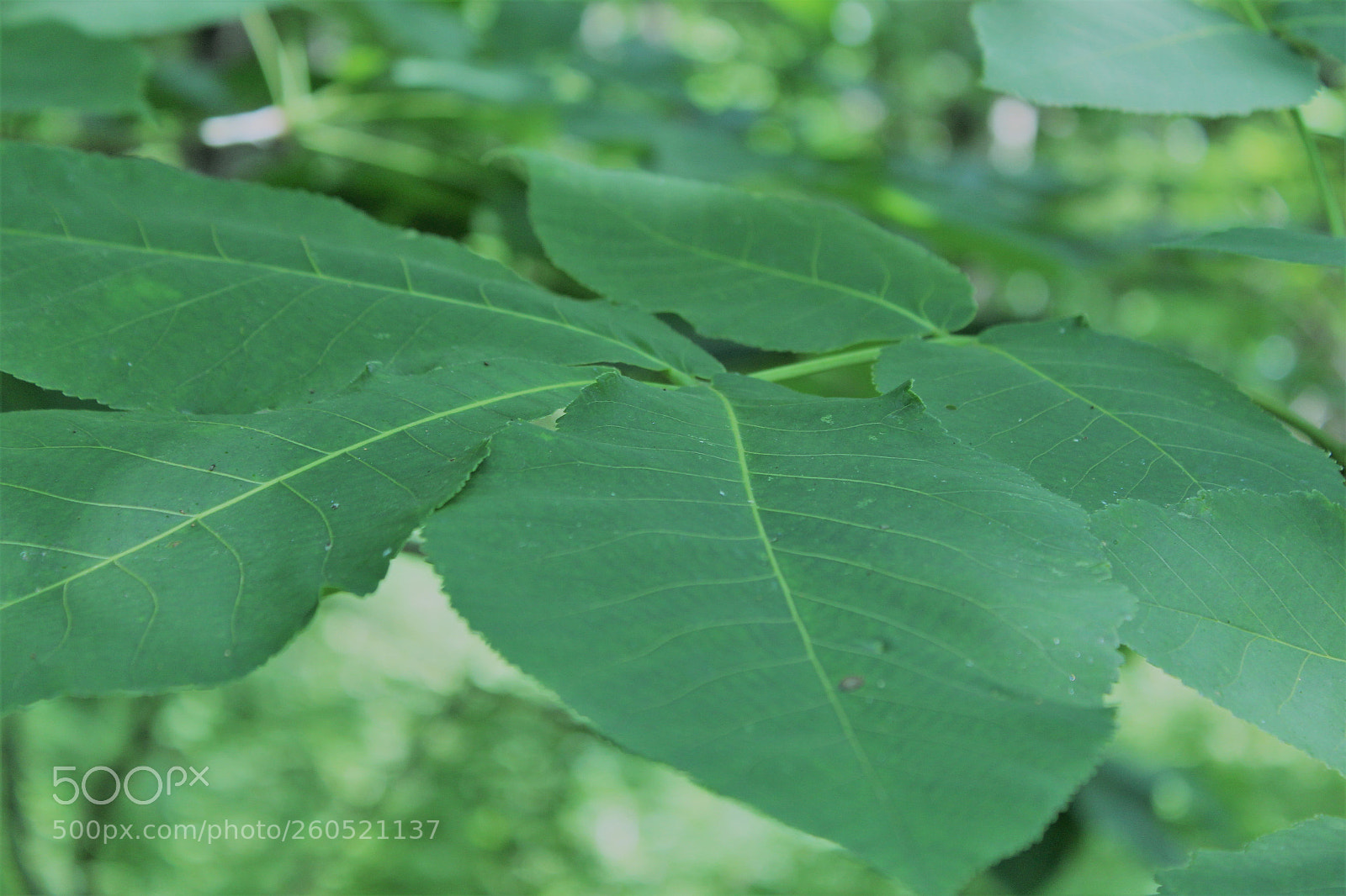 Canon EOS 1300D (EOS Rebel T6 / EOS Kiss X80) sample photo. () photography