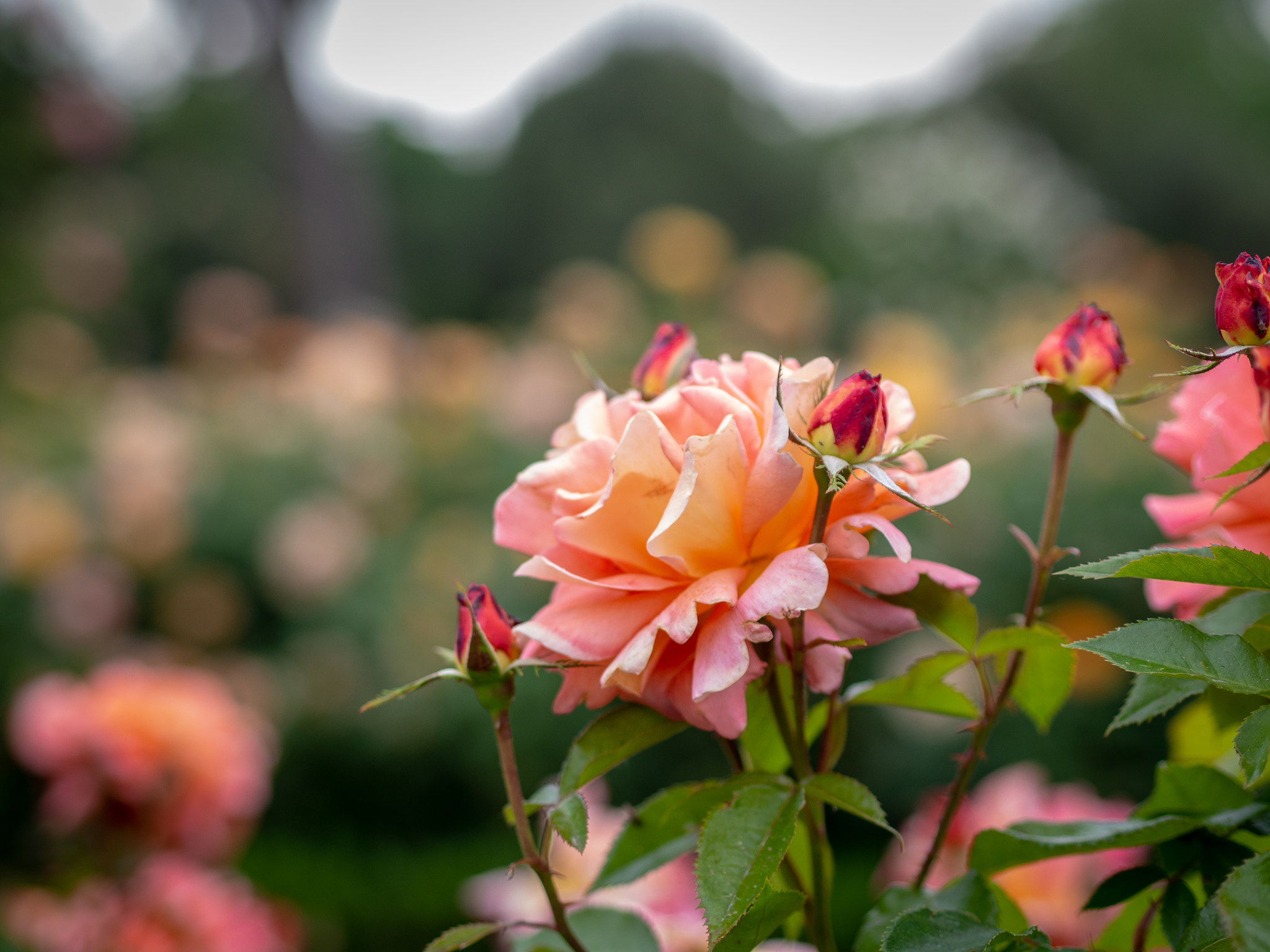 Olympus PEN E-PL6 sample photo. La rosaleda photography