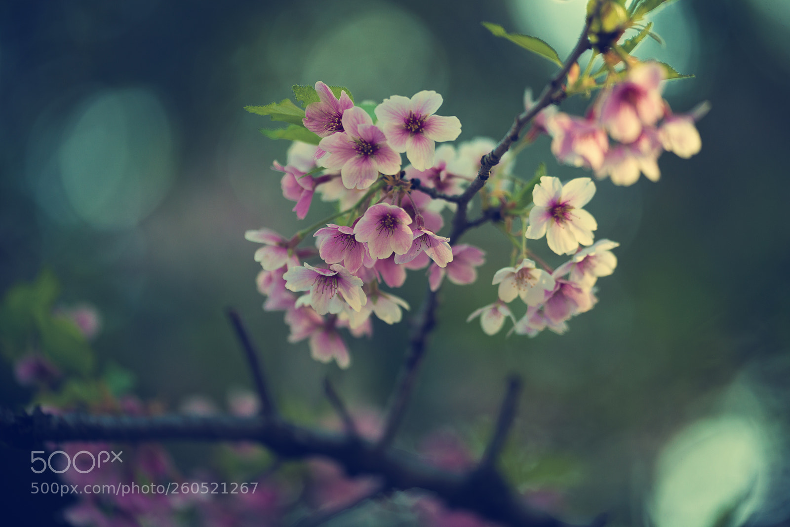 Nikon D800 sample photo. Cherry blossom in ueno photography