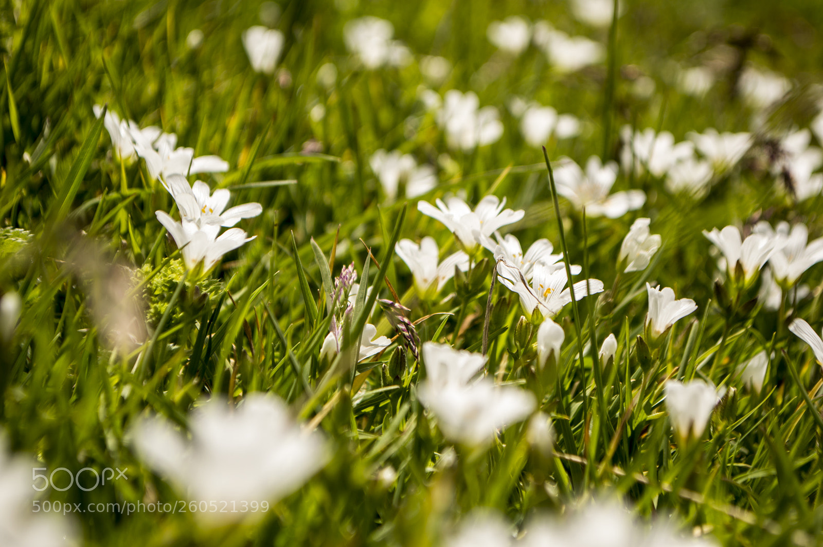 Nikon D3200 sample photo. Sharr vraca e madhe photography