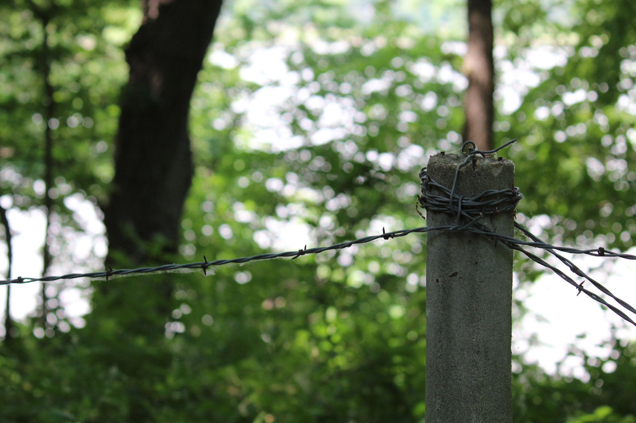 Canon EOS 1300D (EOS Rebel T6 / EOS Kiss X80) sample photo. Img photography