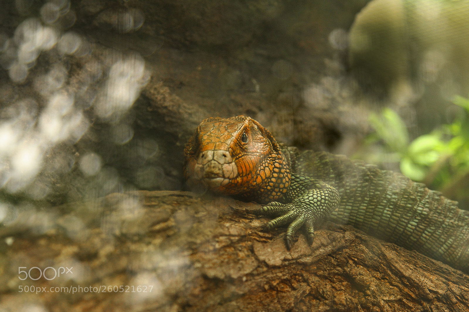 Canon EOS 60D sample photo. Iguana photography