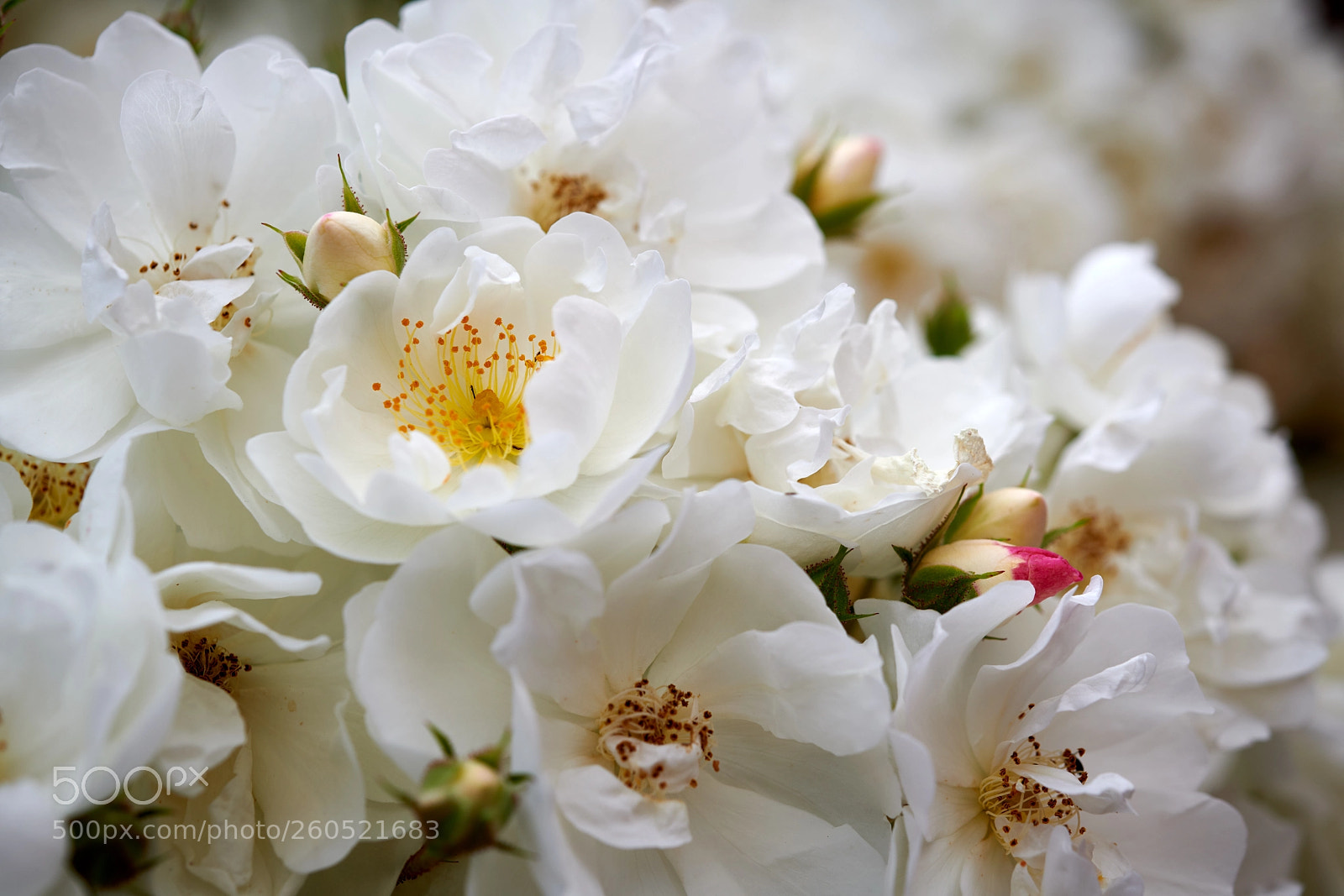 Nikon D850 sample photo. Exploding rampler rose photography