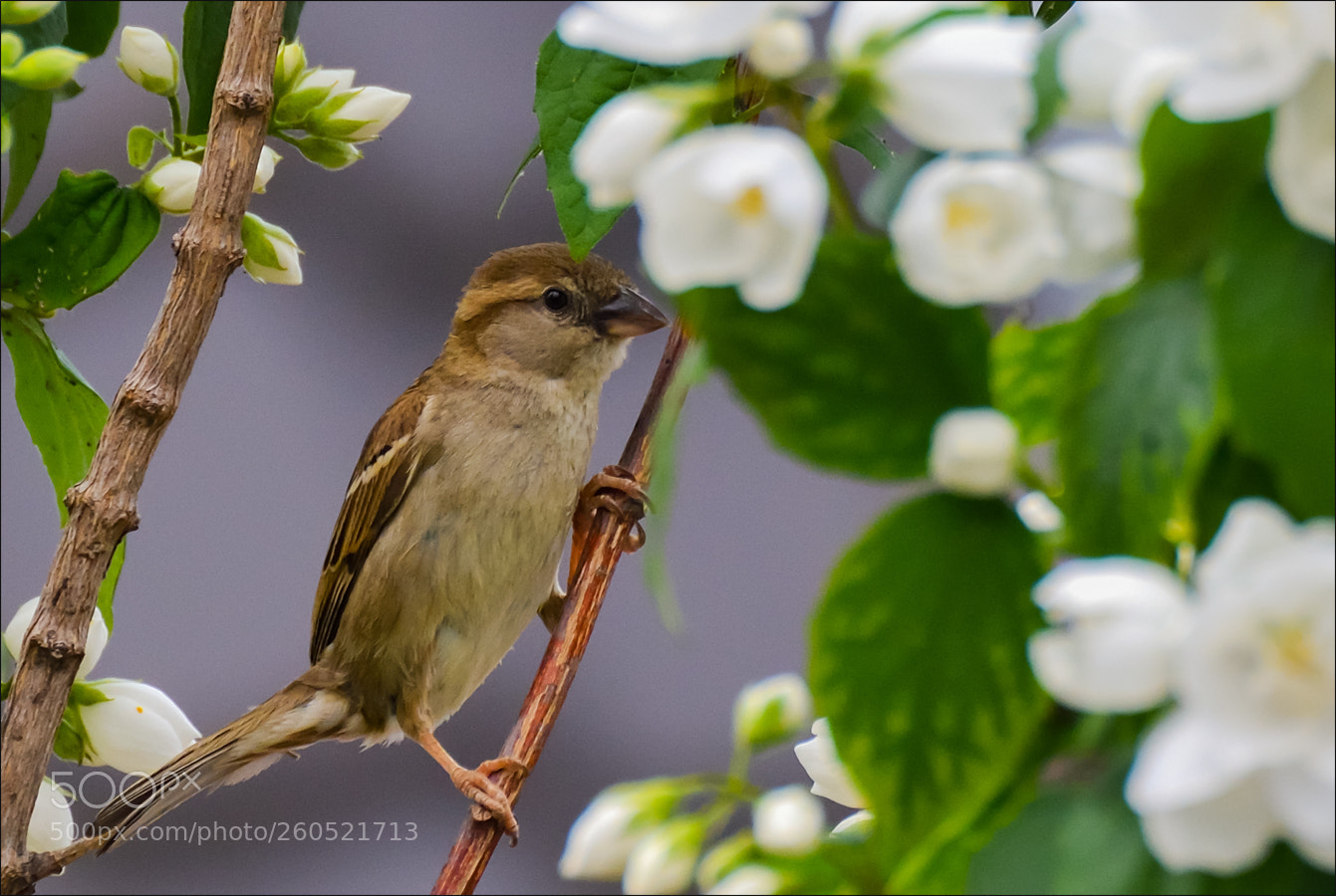Nikon D500 sample photo. Sparrow photography