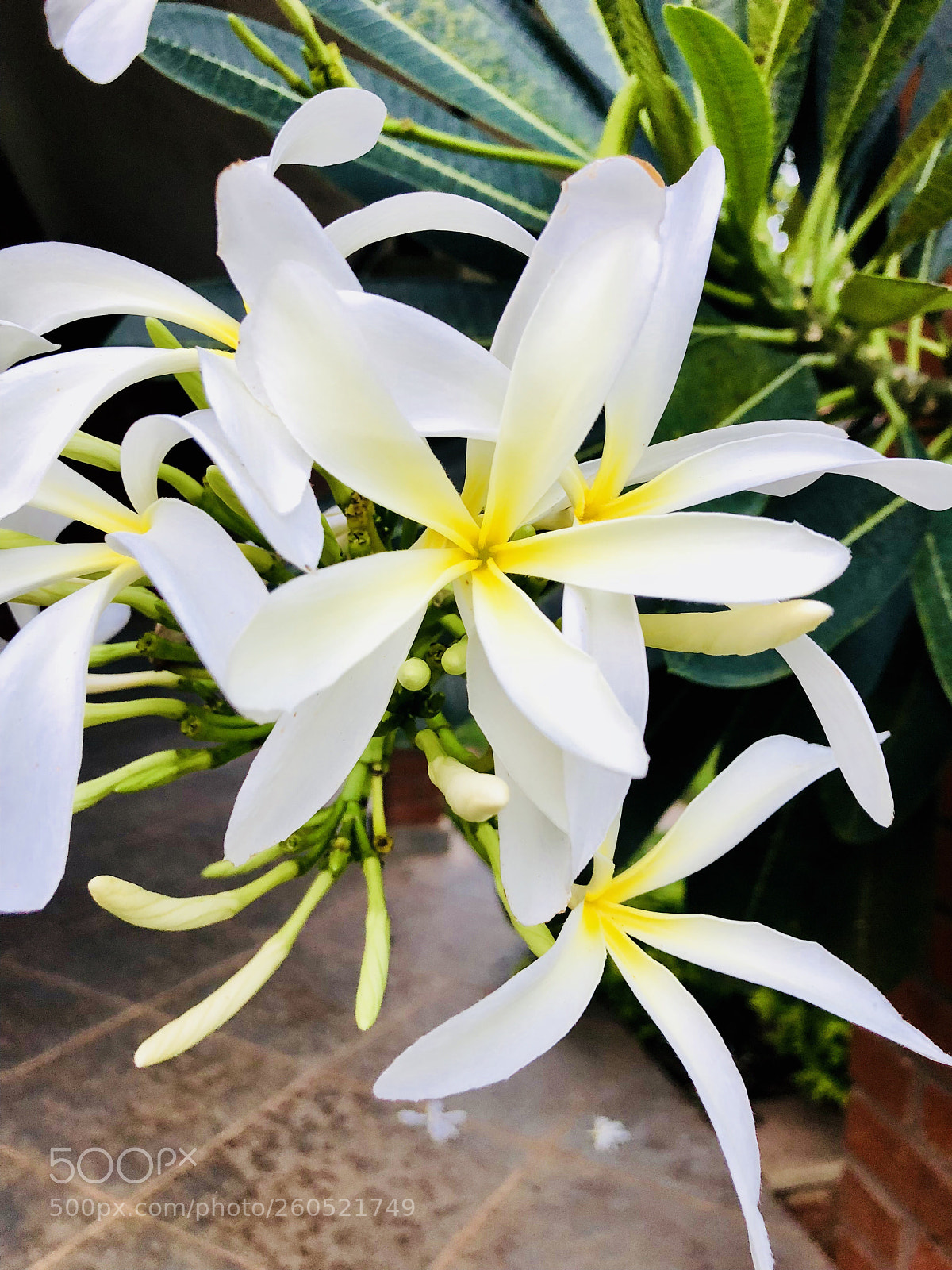 Apple iPhone 8 sample photo. Flowers  photography