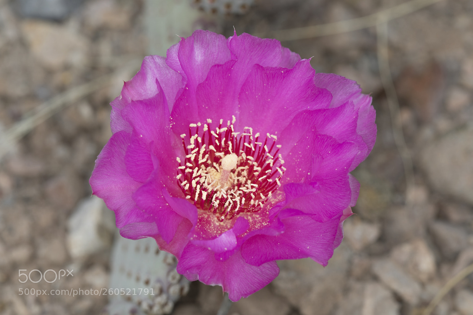 Canon EOS 5D Mark IV sample photo. Aa photography