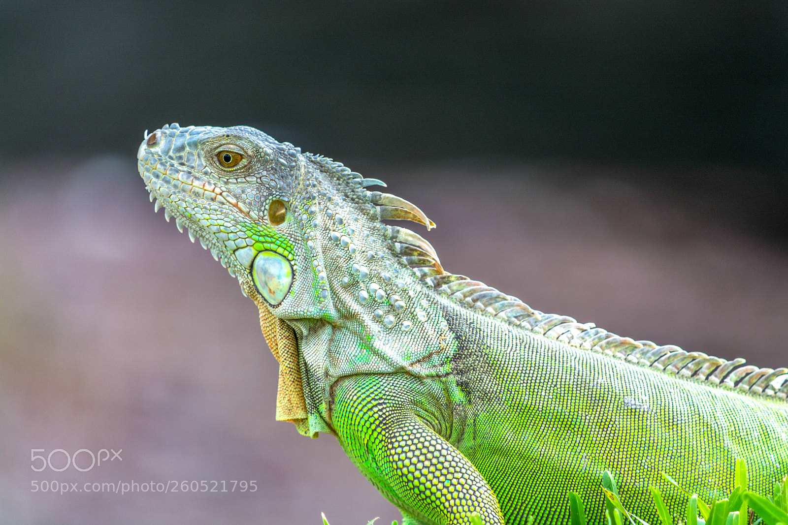 Nikon D7100 sample photo. Green iguana in the photography