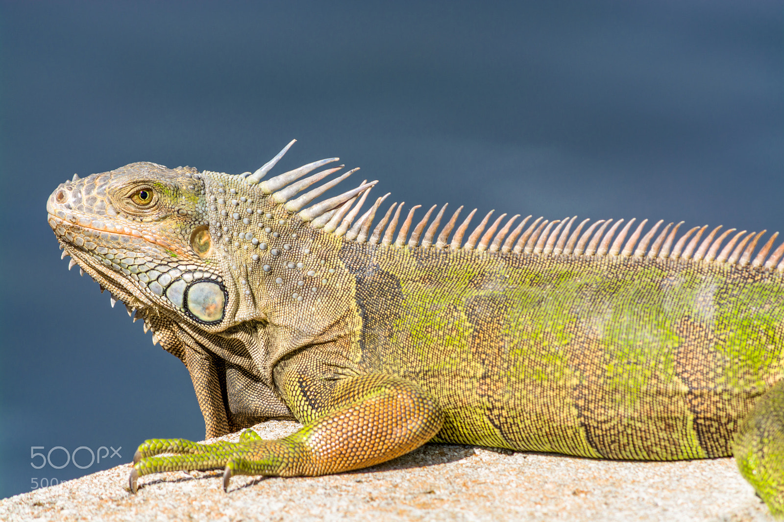 Nikon D7100 sample photo. Green iguana in the photography