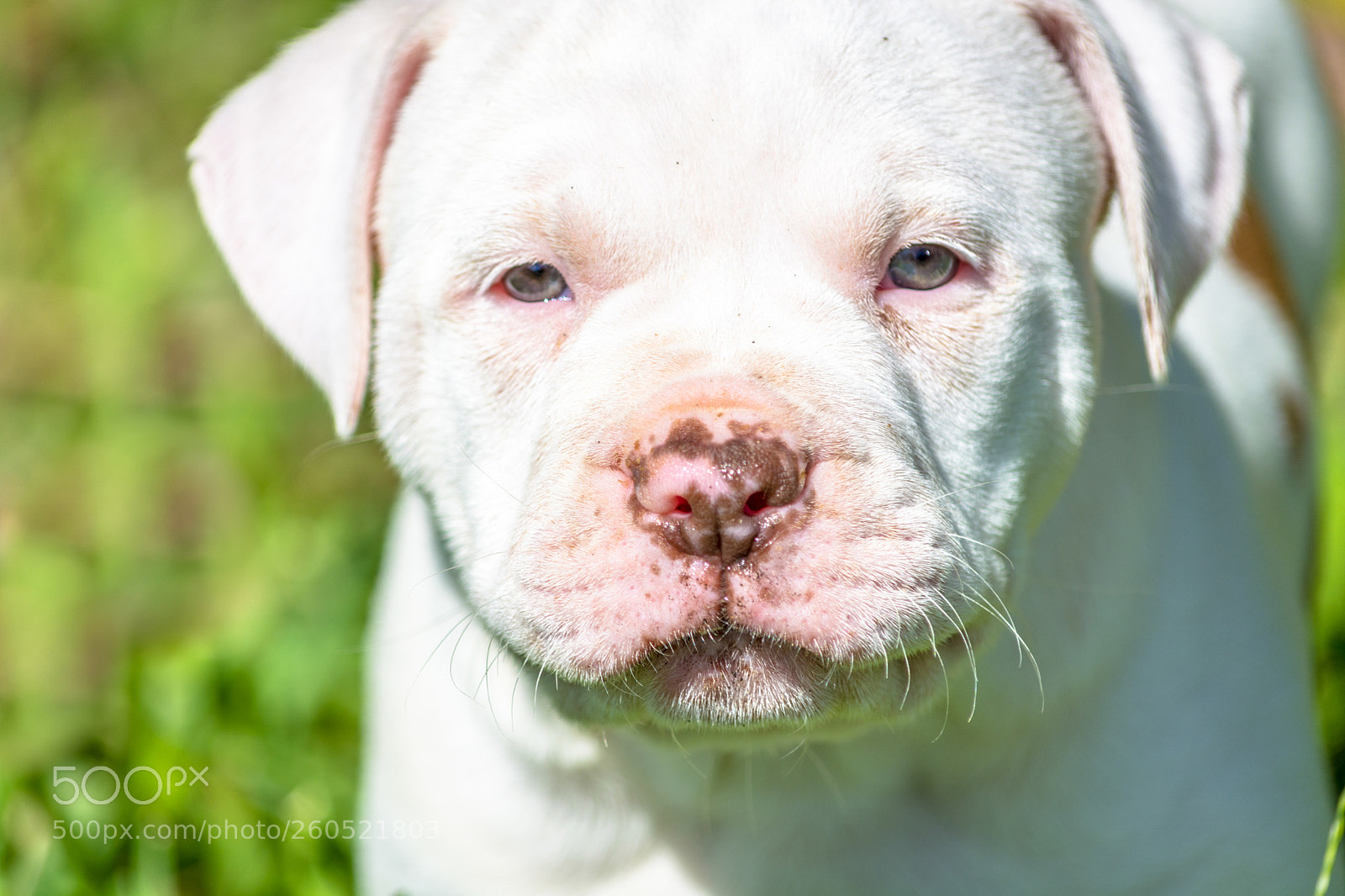 Nikon D7100 sample photo. Cute puppy of american photography
