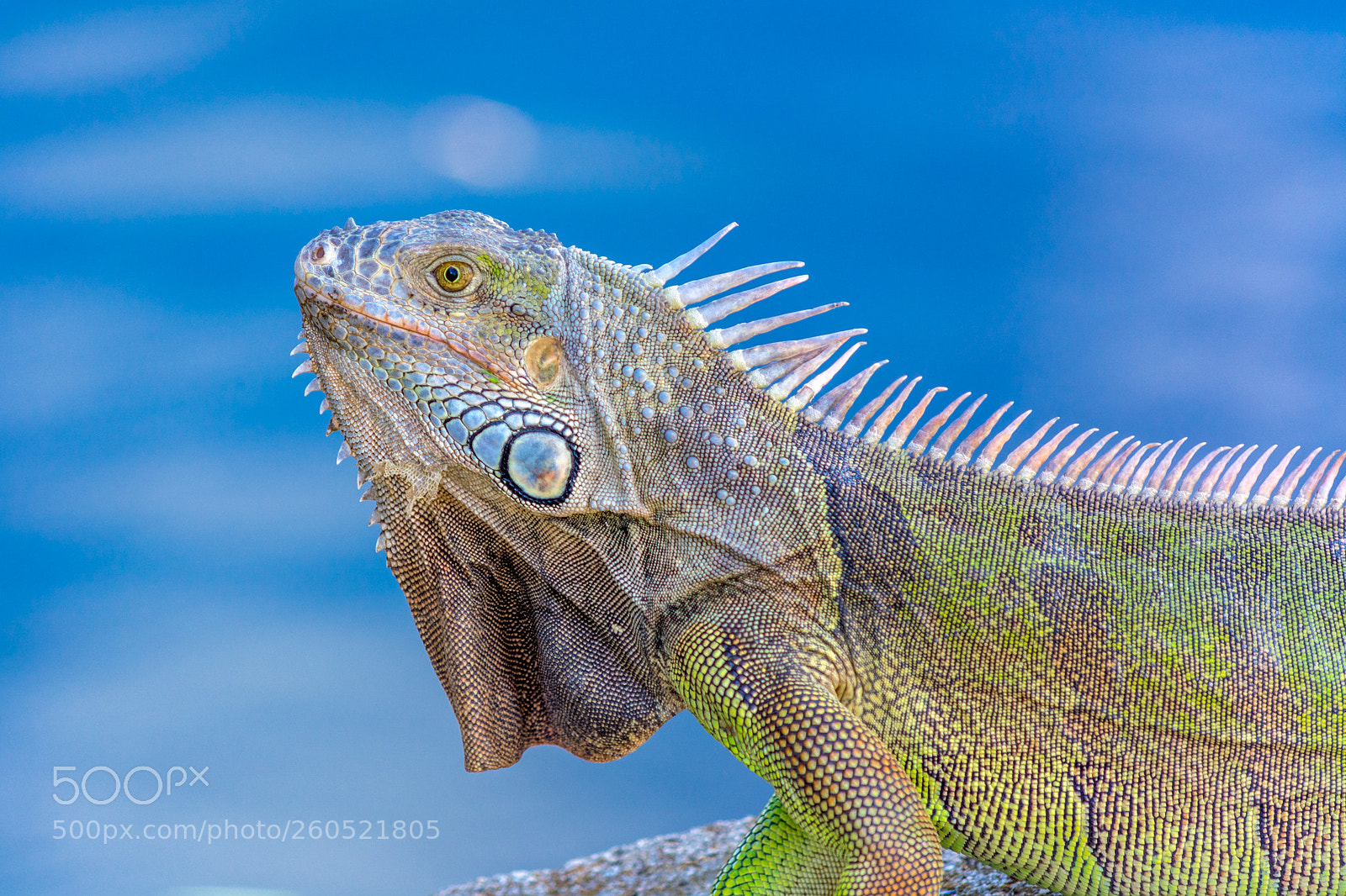 Nikon D7100 sample photo. Green iguana in the photography